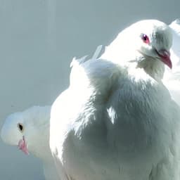 Animal Matiere - Merzbow