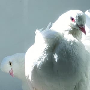 Animal Matiere - Merzbow