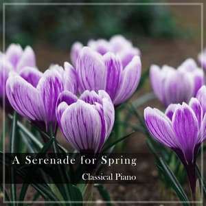 "A Serenade for Spring" - Classical Piano - Johann Sebastian Bach