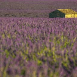 Gentle Classical Serenades - Claude Debussy