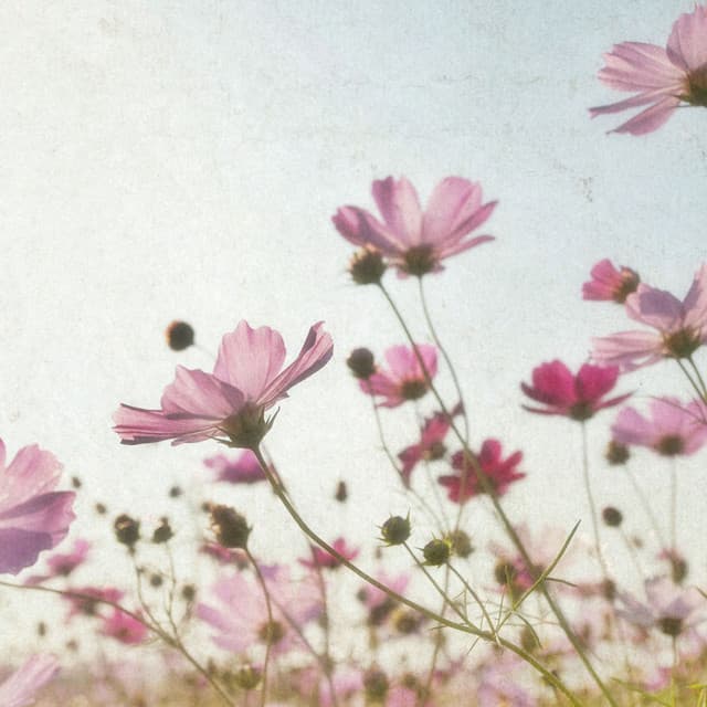 Moments of Classical Serenity - Johann Sebastian Bach