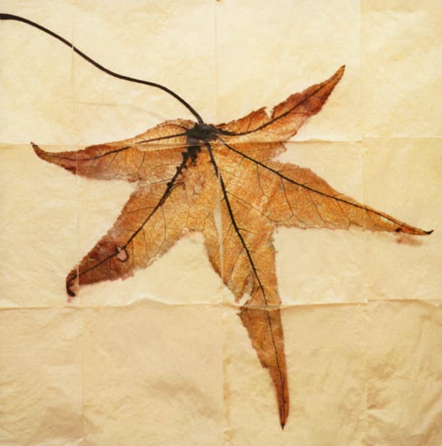 Terry Riley: Requiem for Adam - Terry Riley